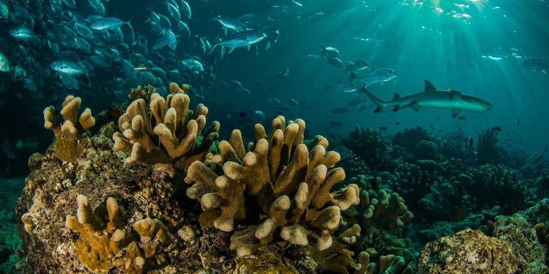 Coral reef in the Sipadamn Islands of Malaysia