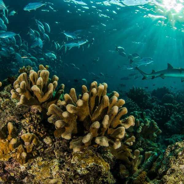 Coral reef in the Sipadamn Islands of Malaysia