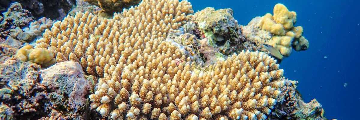 Coral reef including large patch of bleached coral