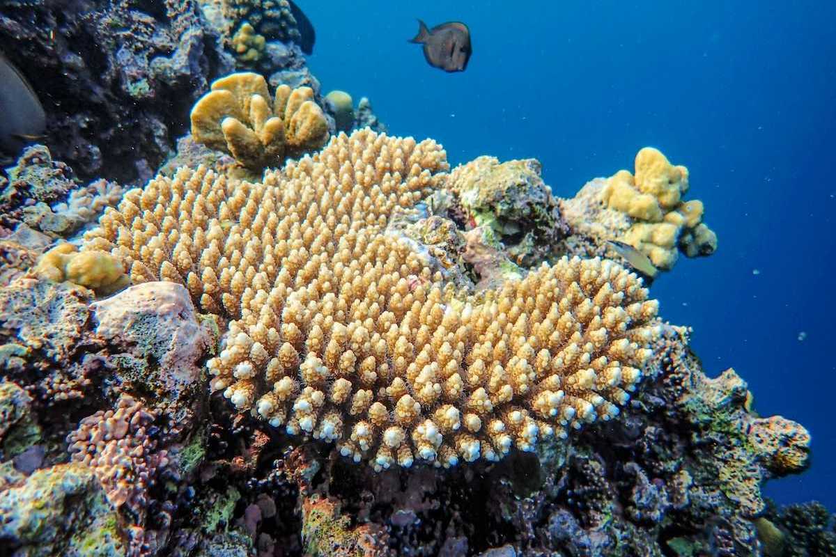 Coral reef including large patch of bleached coral