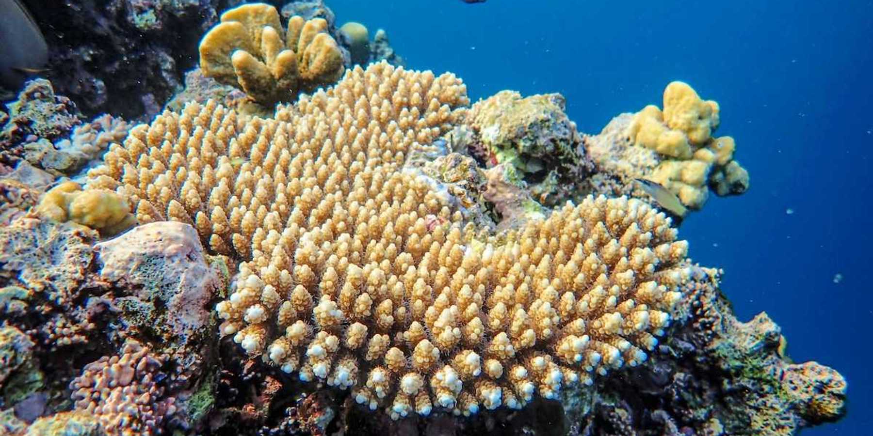 Coral reef including large patch of bleached coral