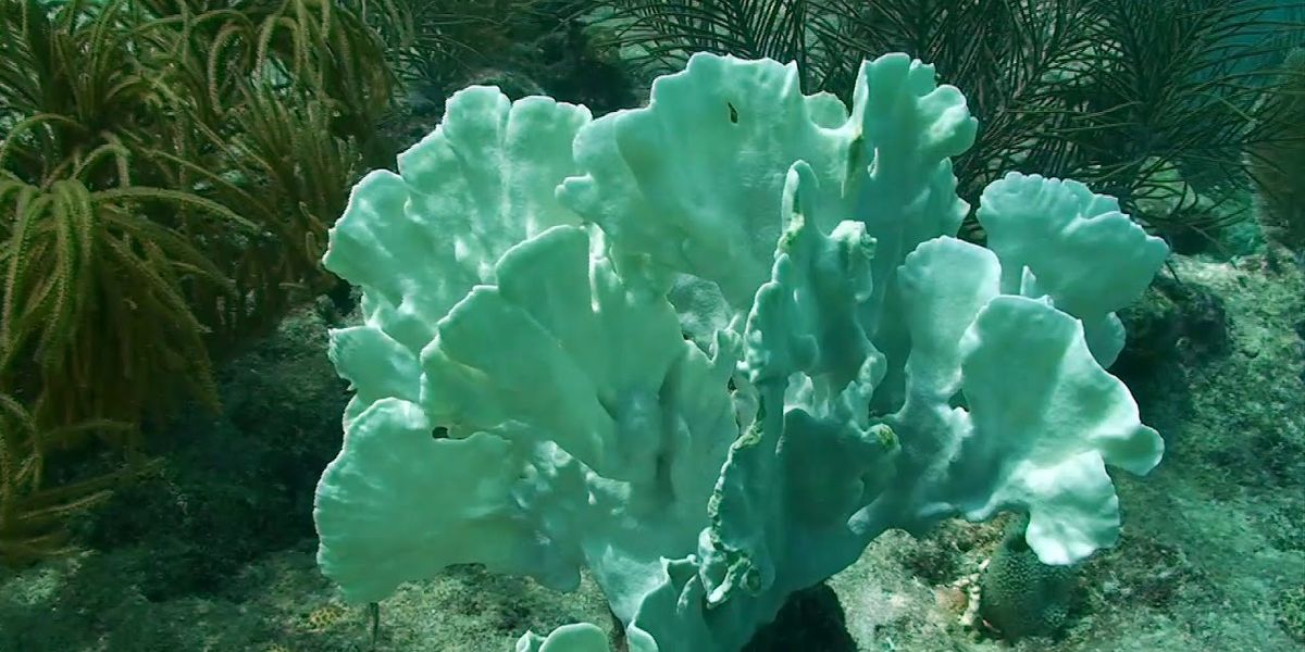 Nutrient runoff starves corals in the Florida Keys