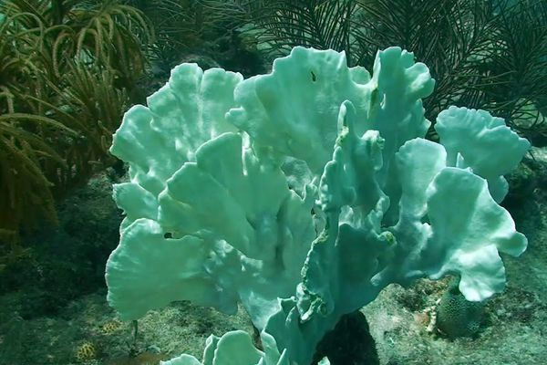 Nutrient runoff starves corals in the Florida Keys