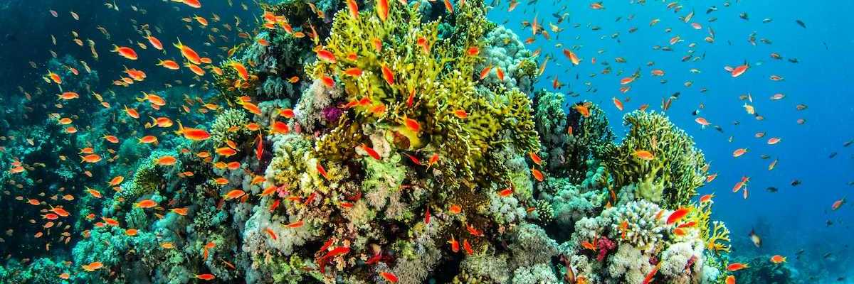 Coral reef with multicolored corals and large school of orange/red fish