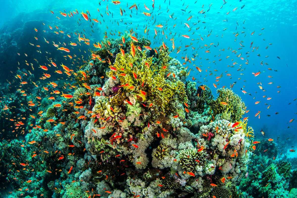 Coral reef with multicolored corals and large school of orange/red fish