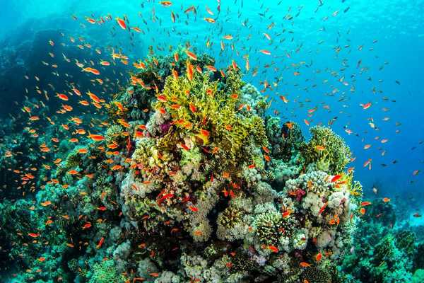 Coral reef with multicolored corals and large school of orange/red fish