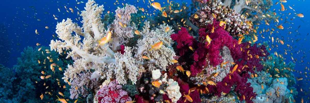 Coral reef with some corals showing evidence of bleaching and surrounded by fish