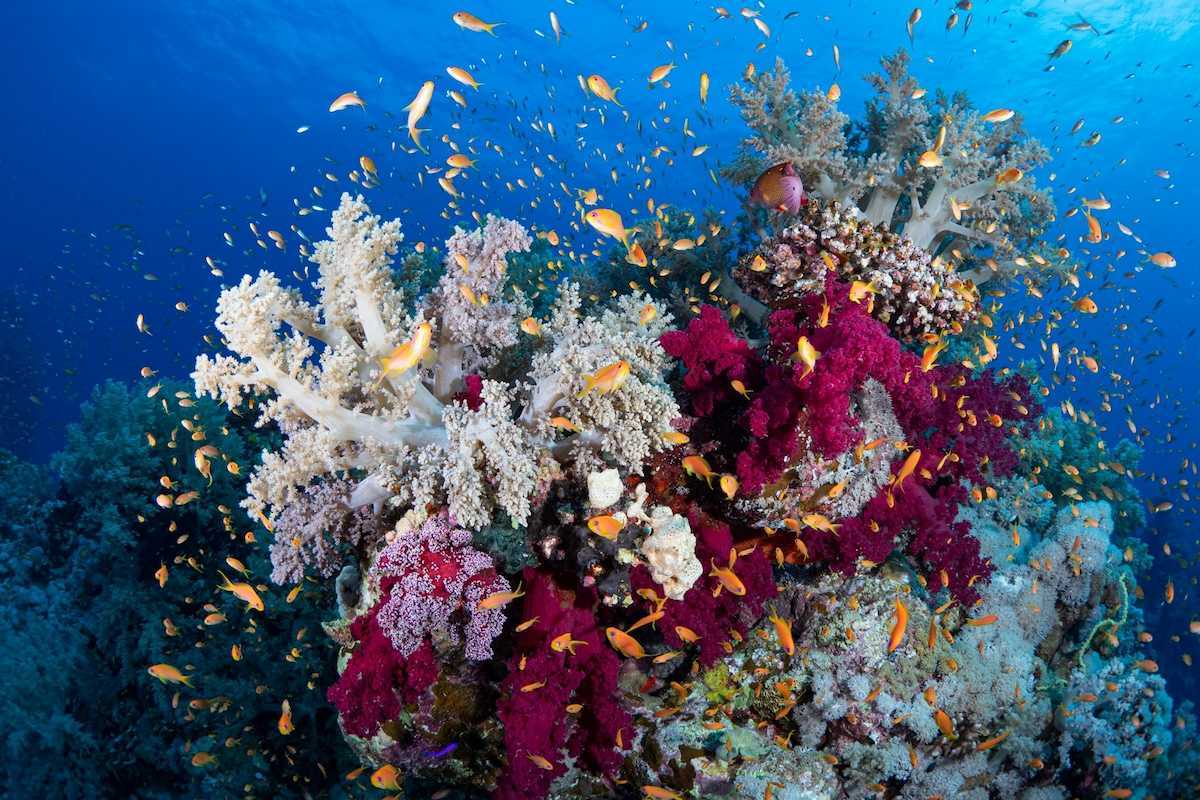 Coral reef with some corals showing evidence of bleaching and surrounded by fish