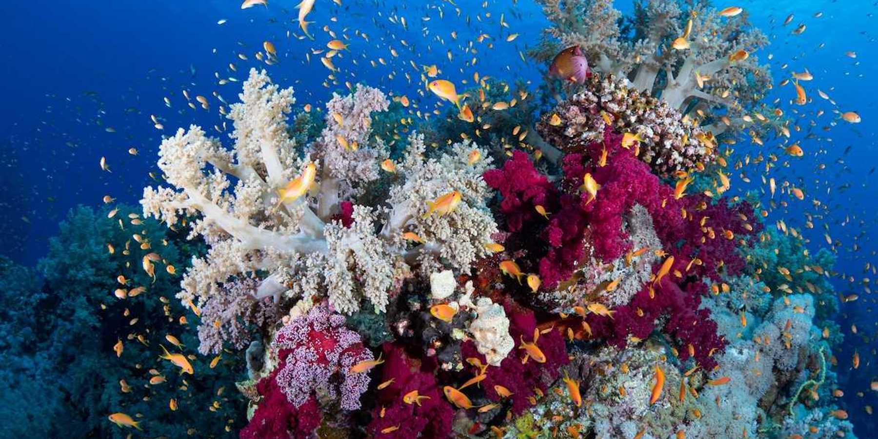 Coral reef with some corals showing evidence of bleaching and surrounded by fish