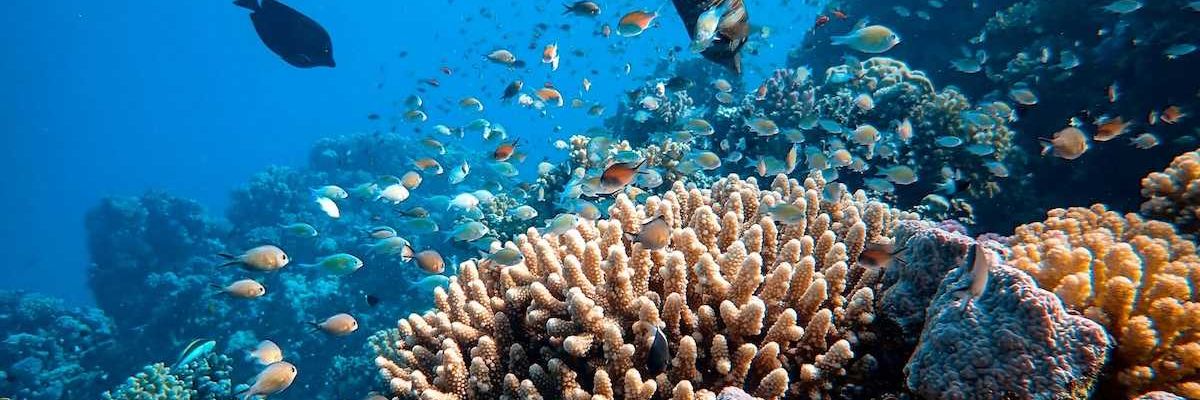 coral reef with tropical fish