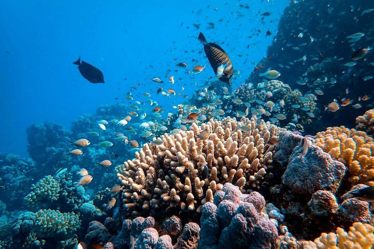 coral reef with tropical fish