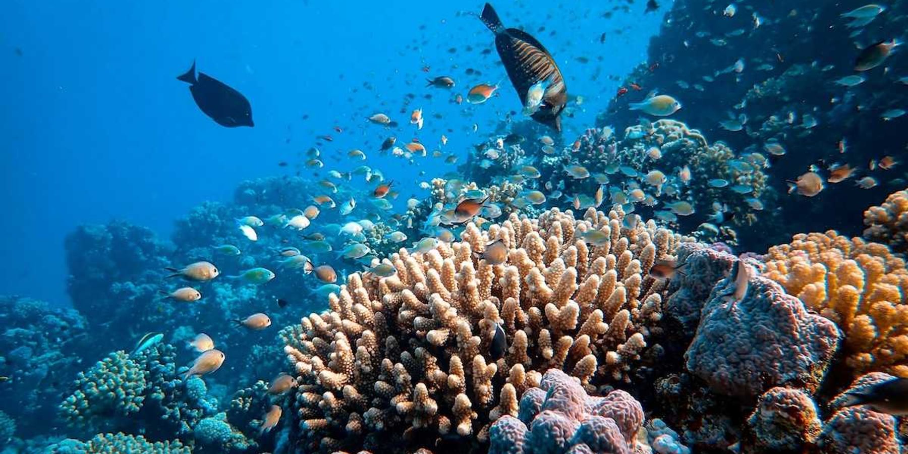 coral reef with tropical fish