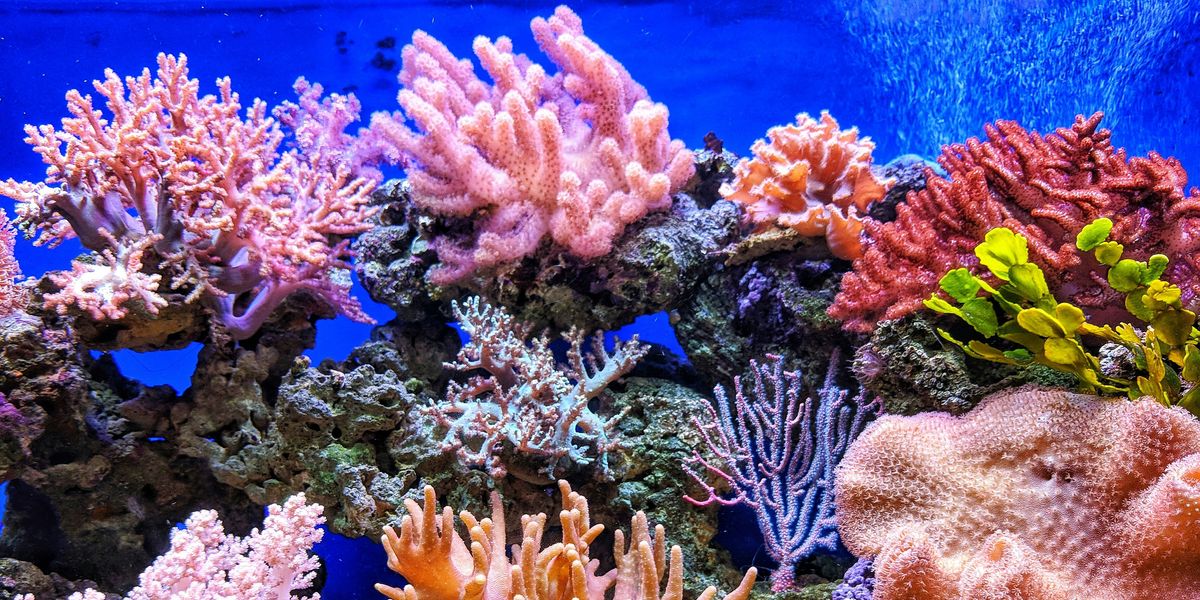 coral reefs