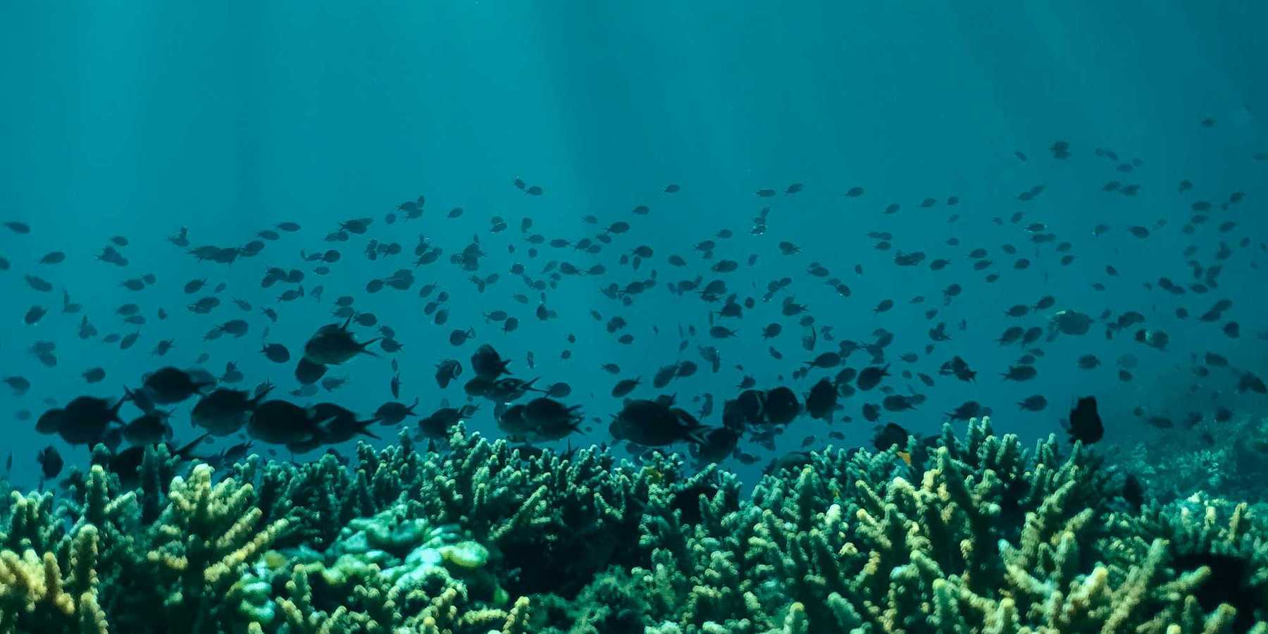 Corals underwater with a school of dark colored fish in background.