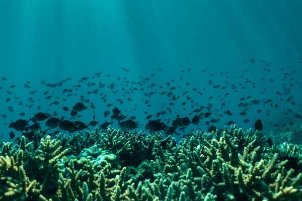 Corals underwater with a school of dark colored fish in background.