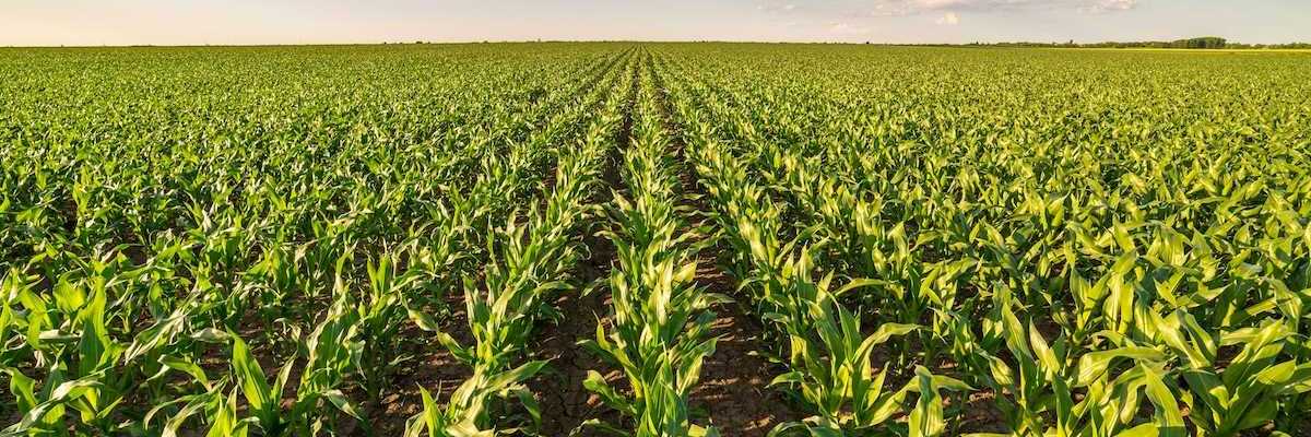 Corn field stretching to the horizon