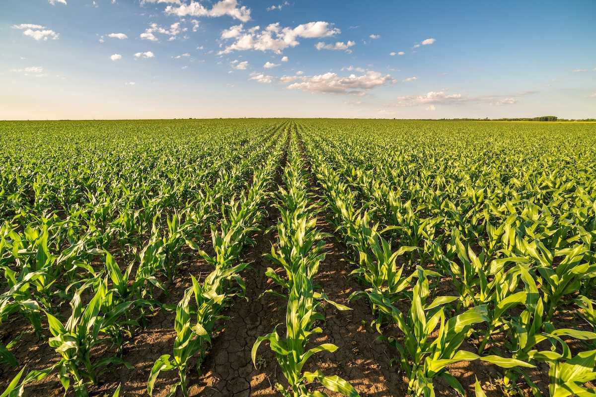 Corn field stretching to the horizon