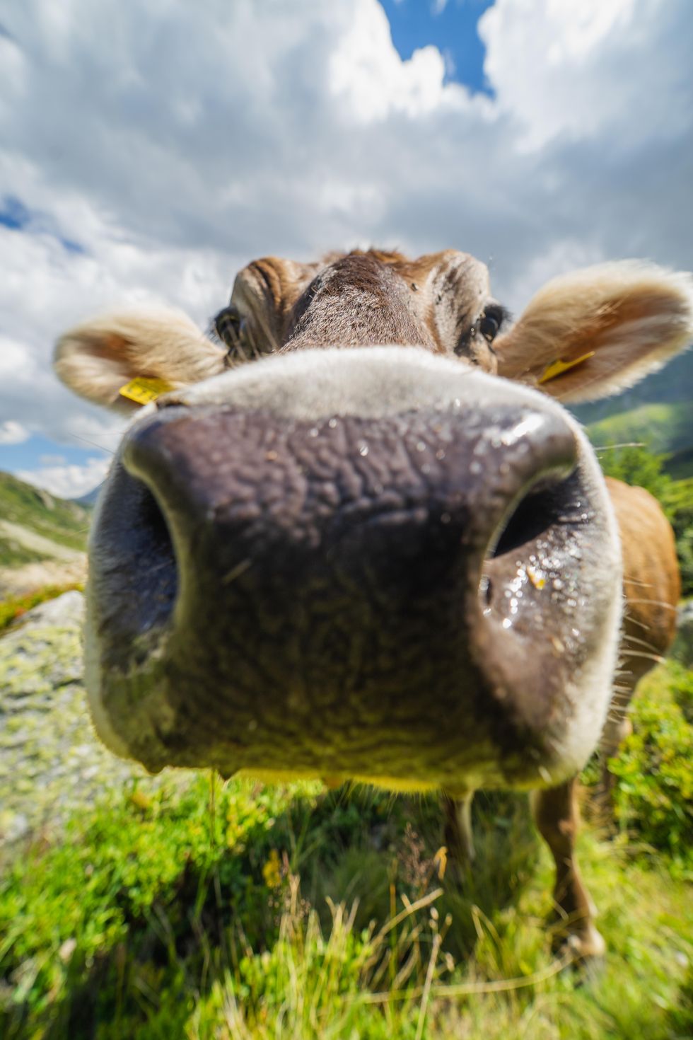 A global rush is on to reduce cow burps — and help save the world from climate change