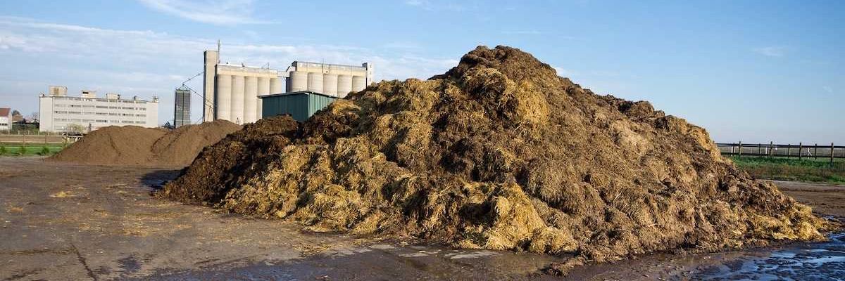 Cow manure on pile on the farmland