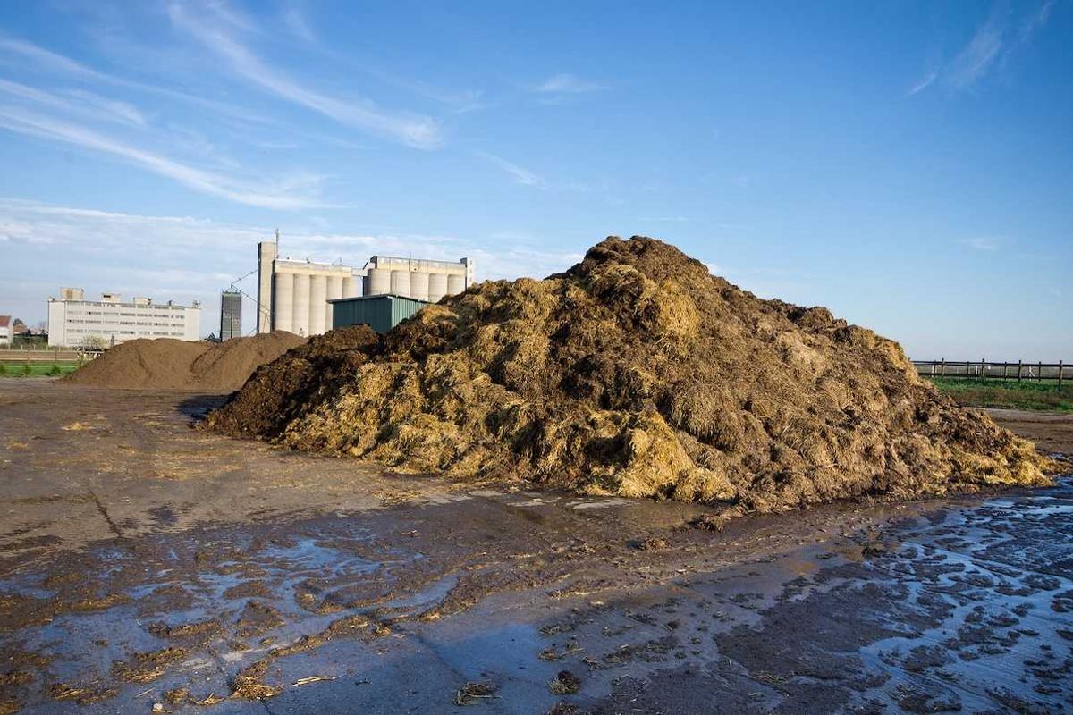 Cow manure on pile on the farmland