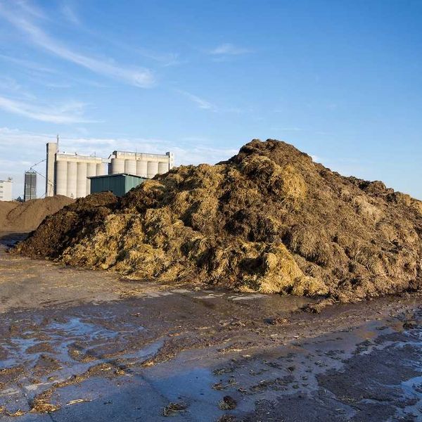 Cow manure on pile on the farmland