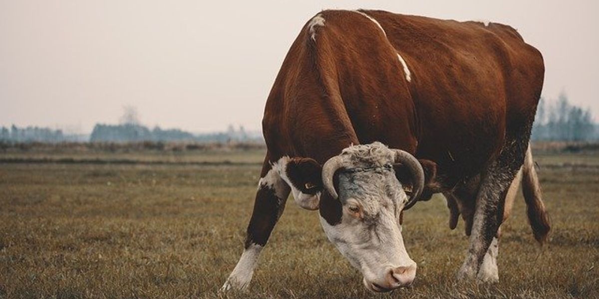 Cow reaching its head down to eat some grass.