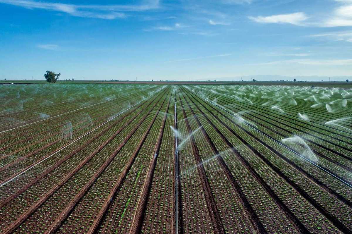 Crops under irrigation in expansive flat landscape
