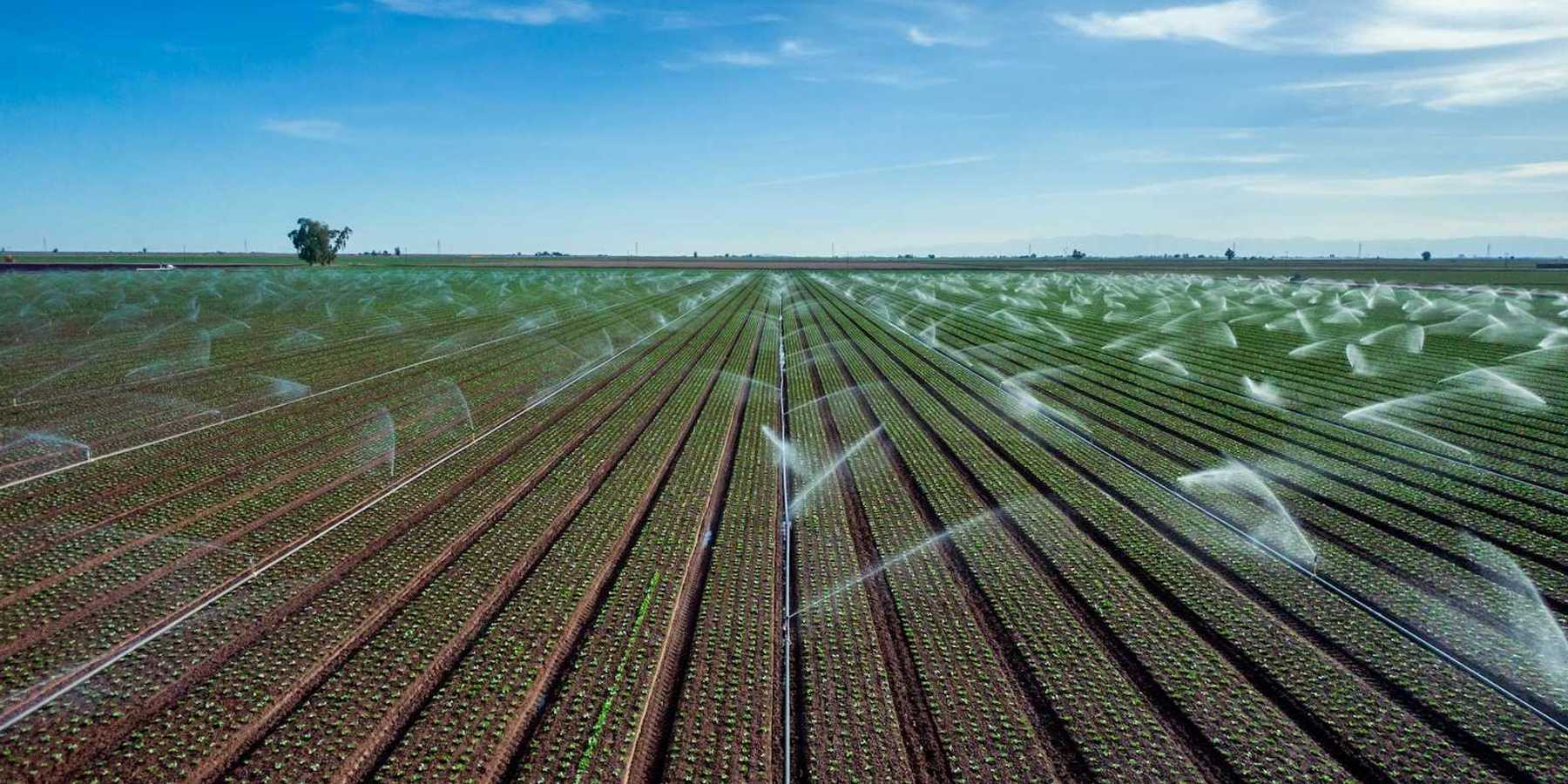 Crops under irrigation in expansive flat landscape