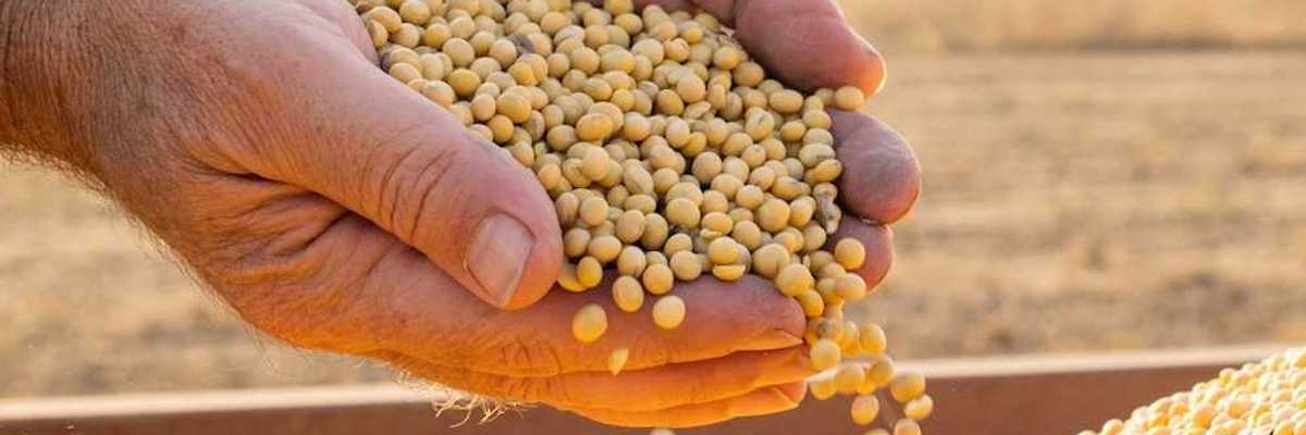 Cupped hands holding recently harvested soybeans