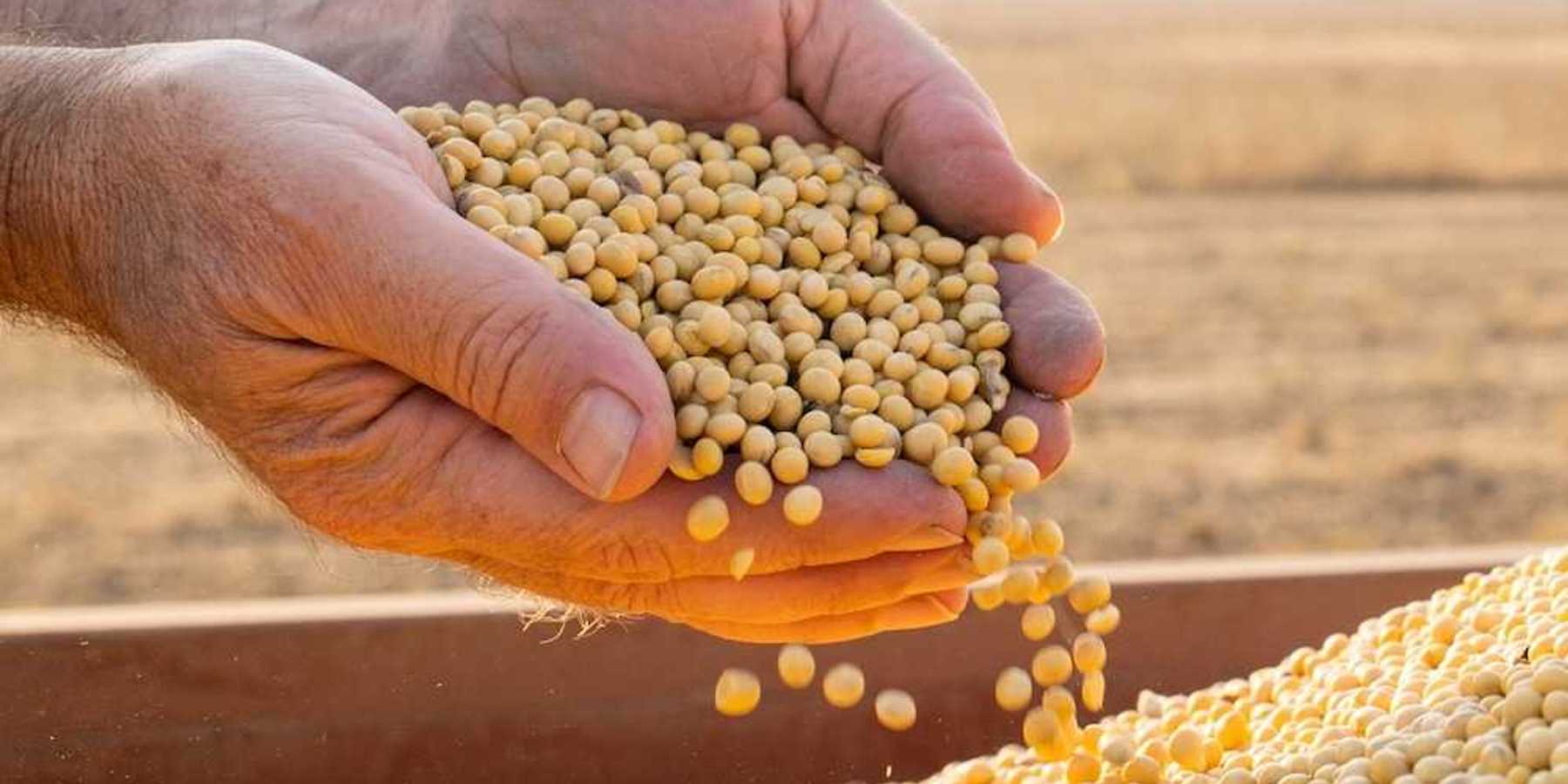 Cupped hands holding recently harvested soybeans