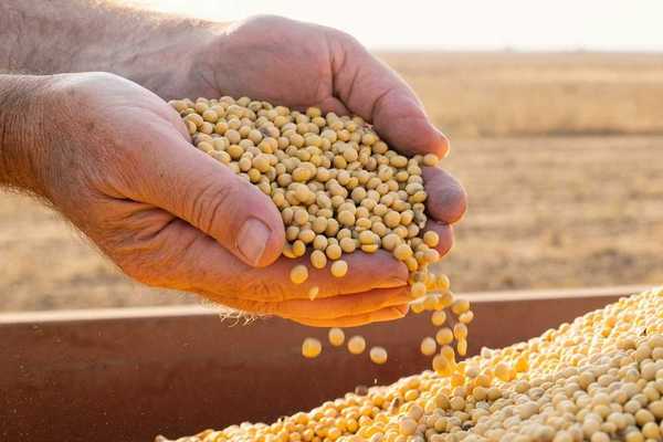 Cupped hands holding recently harvested soybeans