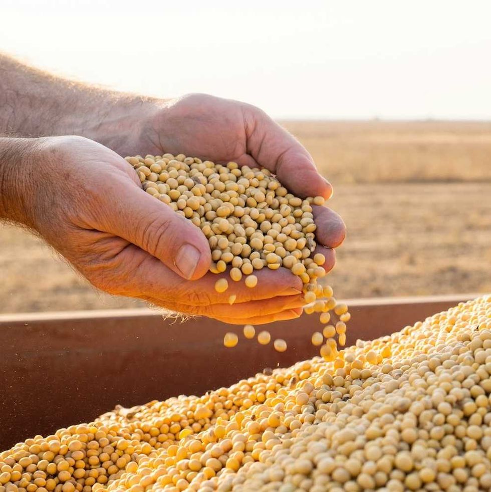 Carbon pollution is making food less nutritious and risking health of billions