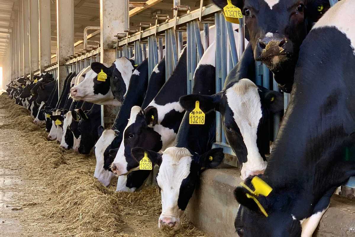 Dairy cows lined up in a concentrated animal feeding operation.