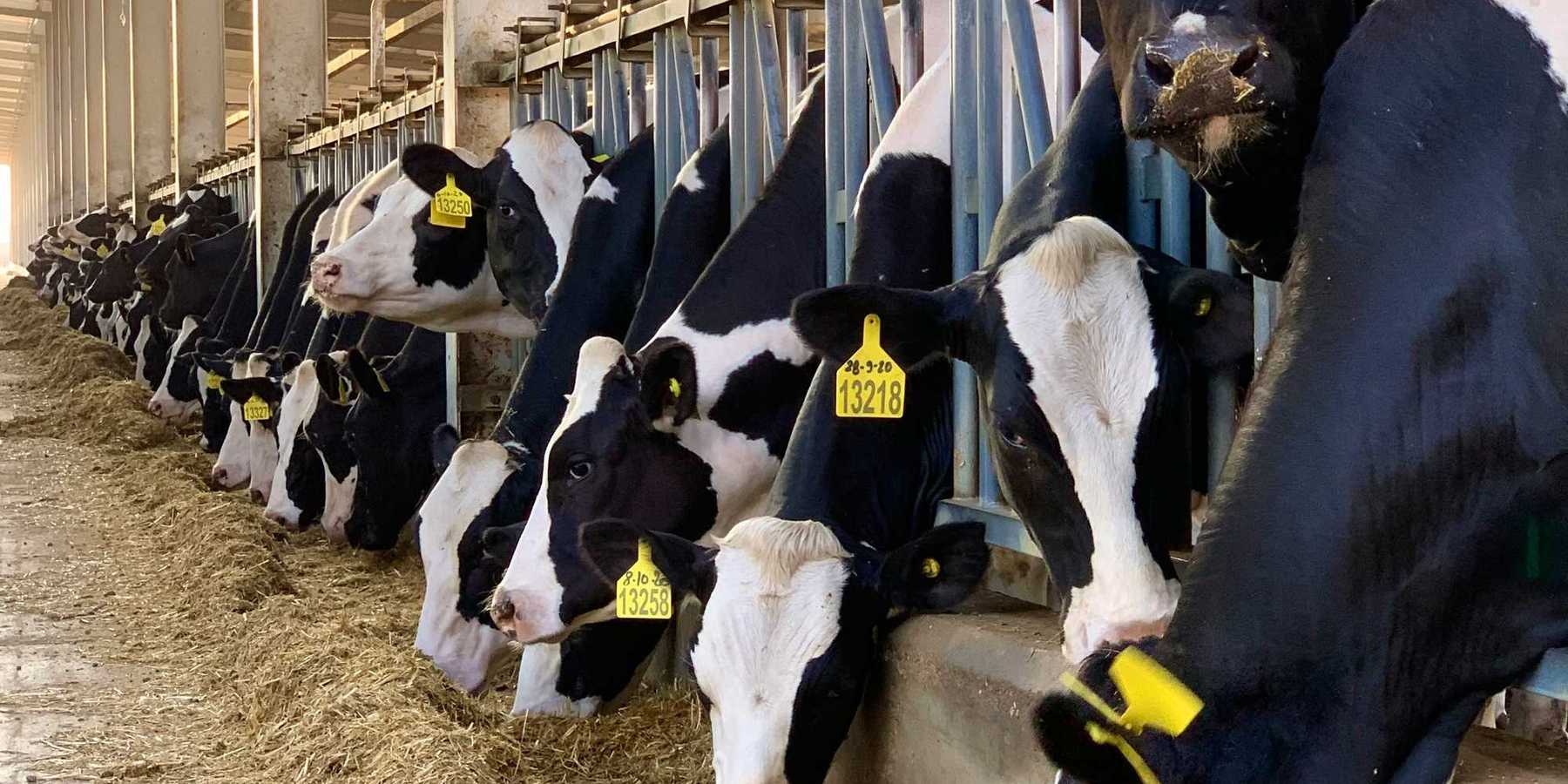 Dairy cows lined up in a concentrated animal feeding operation.