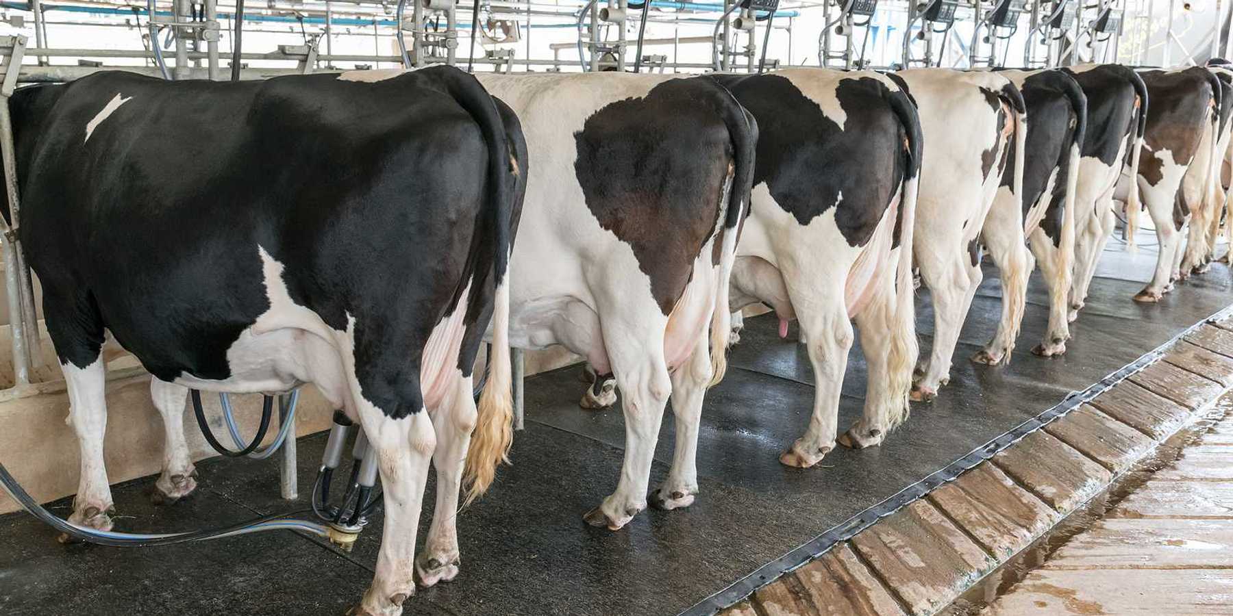 Dairy cows lined up in a milking parlor