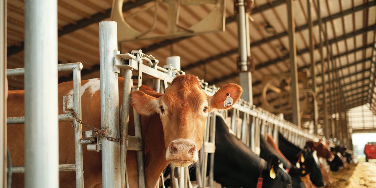 dairy cows