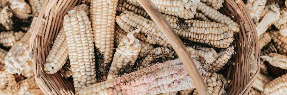 Damaged and diseased corn cobs