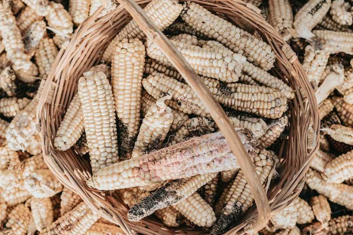 Damaged and diseased corn cobs