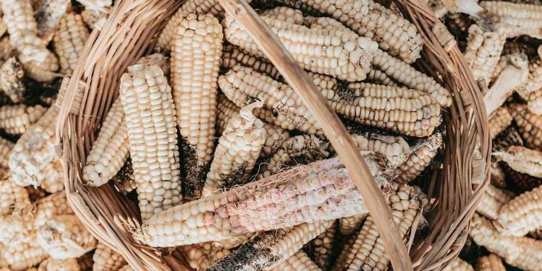 Damaged and diseased corn cobs