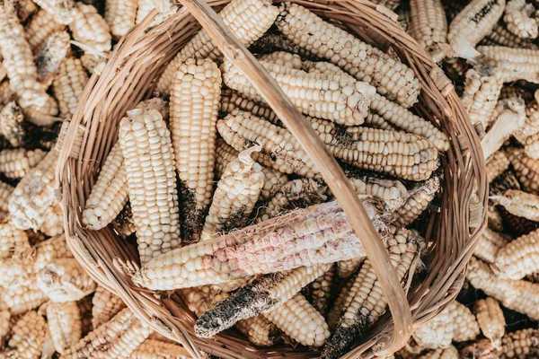 Damaged and diseased corn cobs
