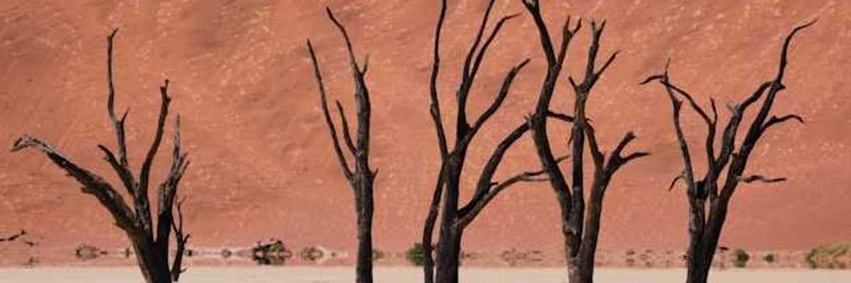 Dead trees in a dry environment