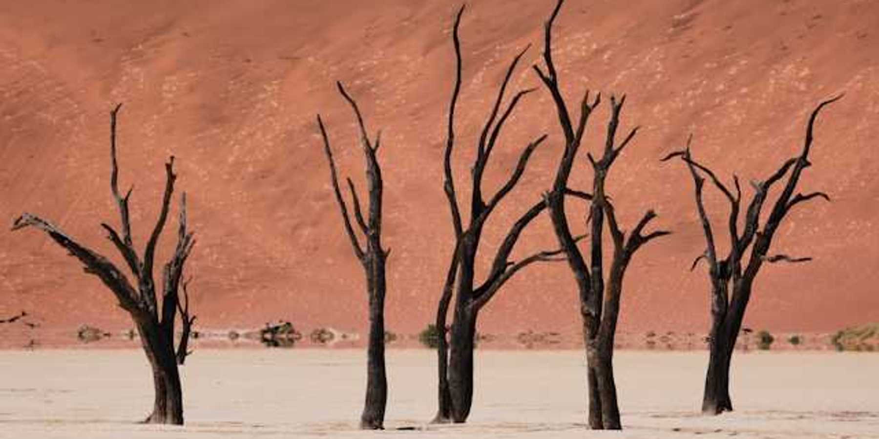 Dead trees in a dry environment