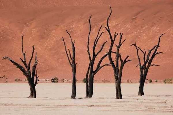 Dead trees in a dry environment