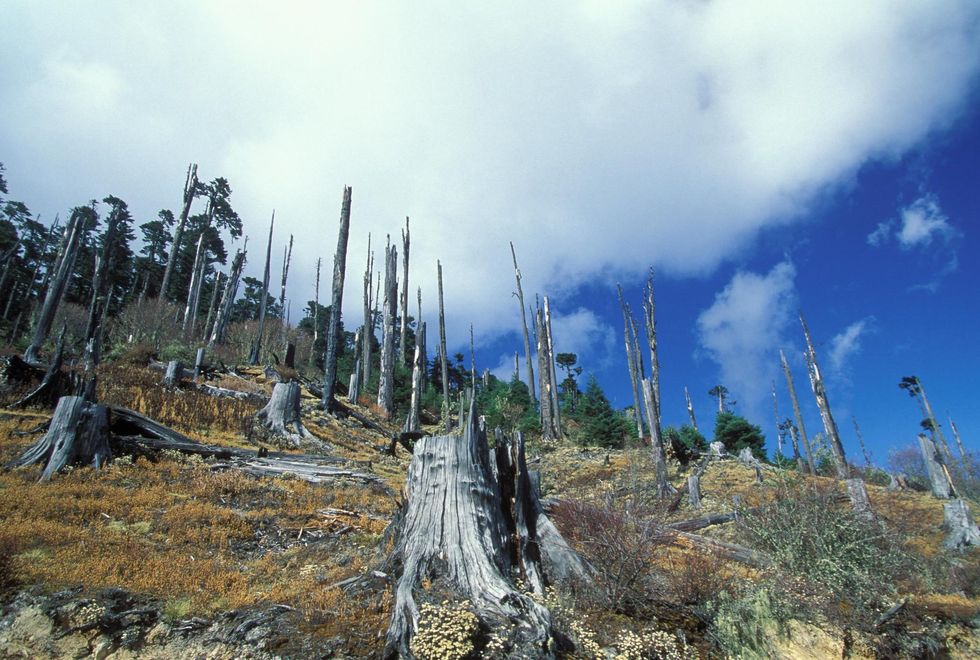 deforestation