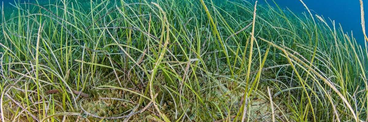 Dense seagrass meadow of Neptune grass