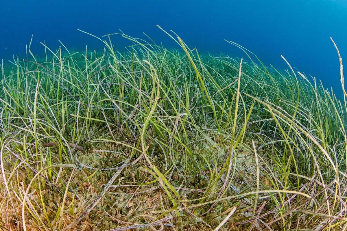 Dense seagrass meadow of Neptune grass
