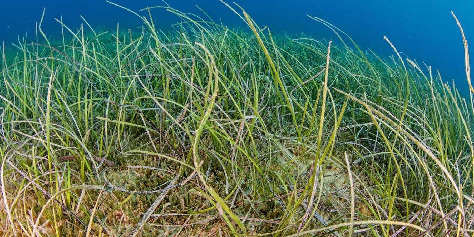 Dense seagrass meadow of Neptune grass