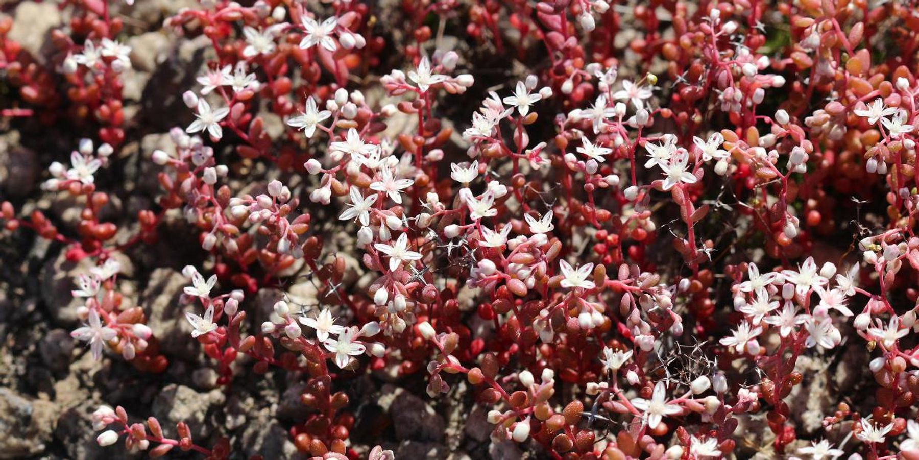 Diamorpha, Dekalb County, Georgia.