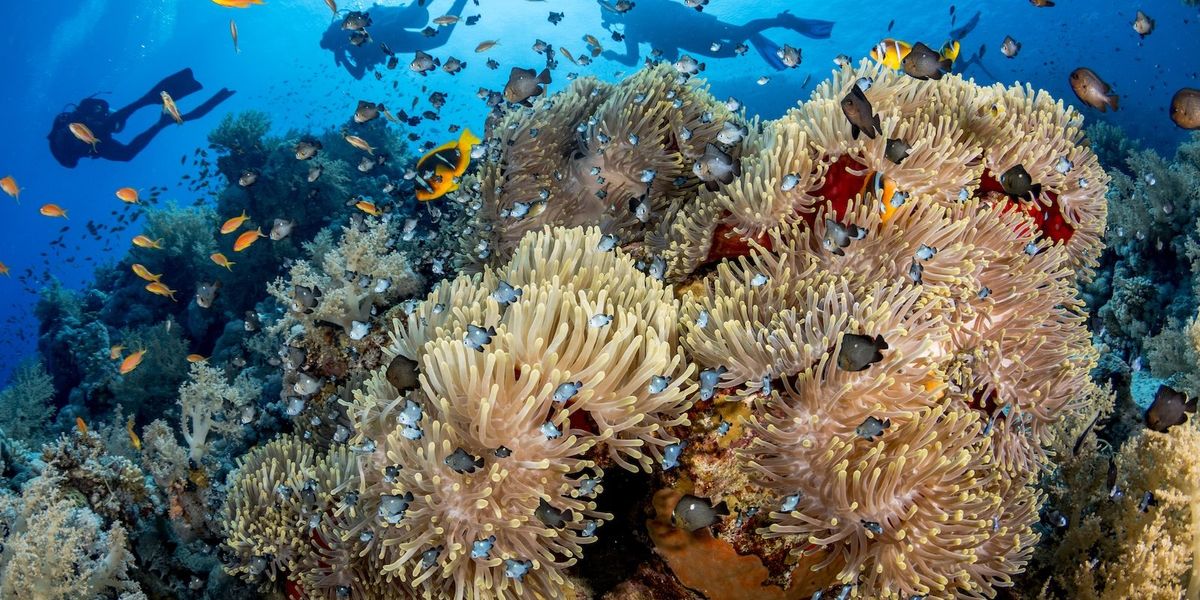 Divers underwater swimming above a coral reef with a diversity of colorful fish.