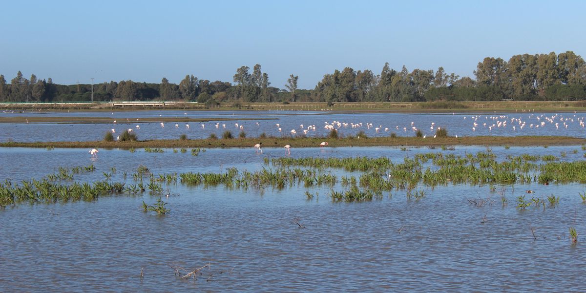 doñana national park lake wetlands biodiversity climate